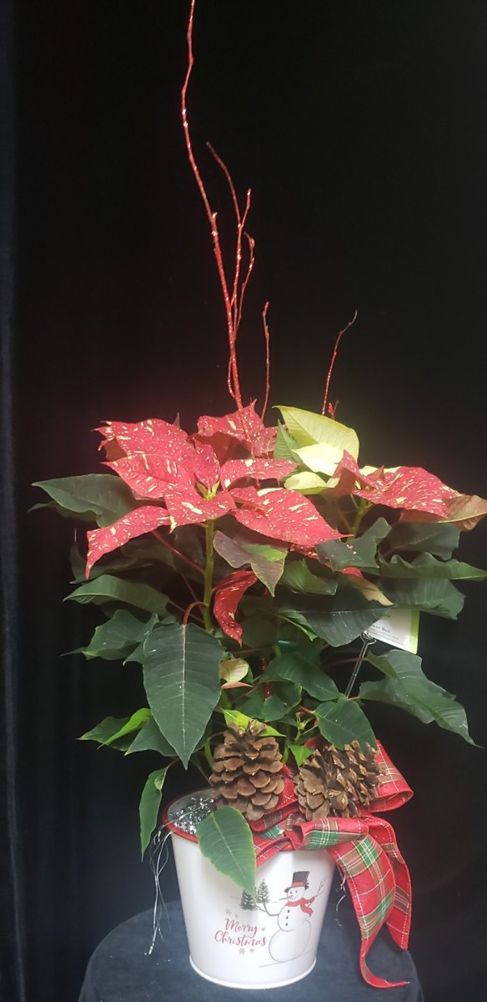 Jingle Bell Poinsettia in white decorative tin