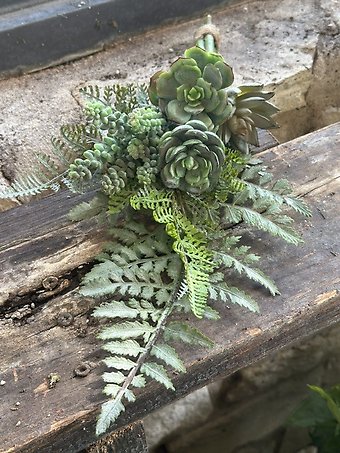 Succulent bunch