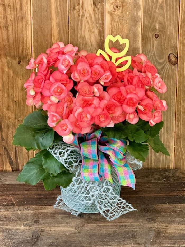 Mother\'s Day Begonia