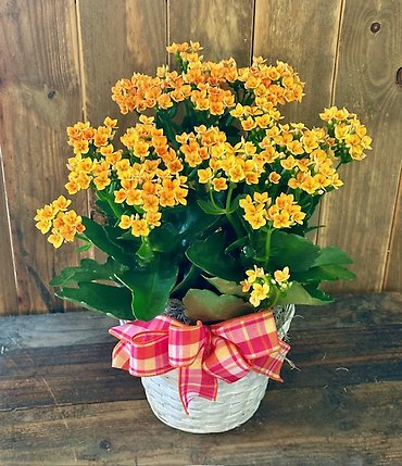 Blooming Kalancho