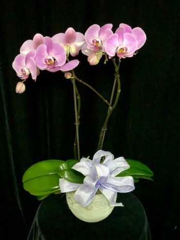 Spring Orchid Planter
