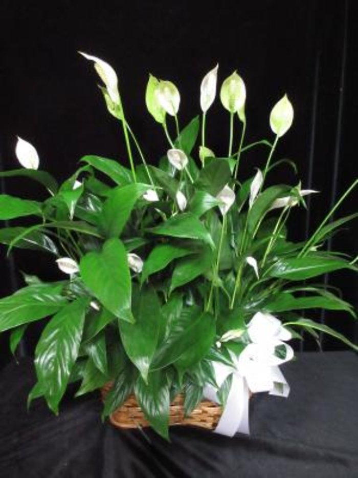 Double 8 inch Peace Lily basket