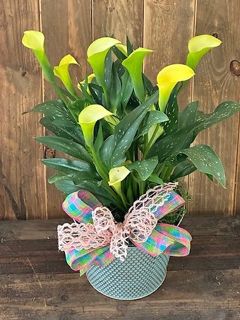 Mother\'s Day Calla Lilies