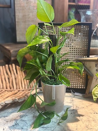 Desktop Pothos Ivy