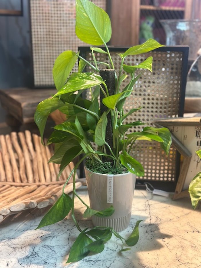 Desktop Pothos Ivy