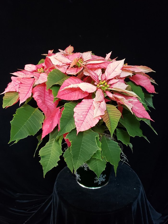 Monet Poinsettia in Christmas tin