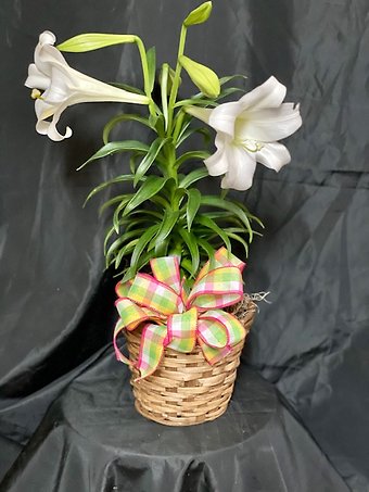 single Easter Lily