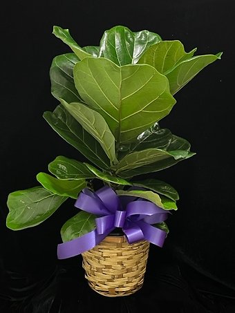 Fiddle Leaf Fig