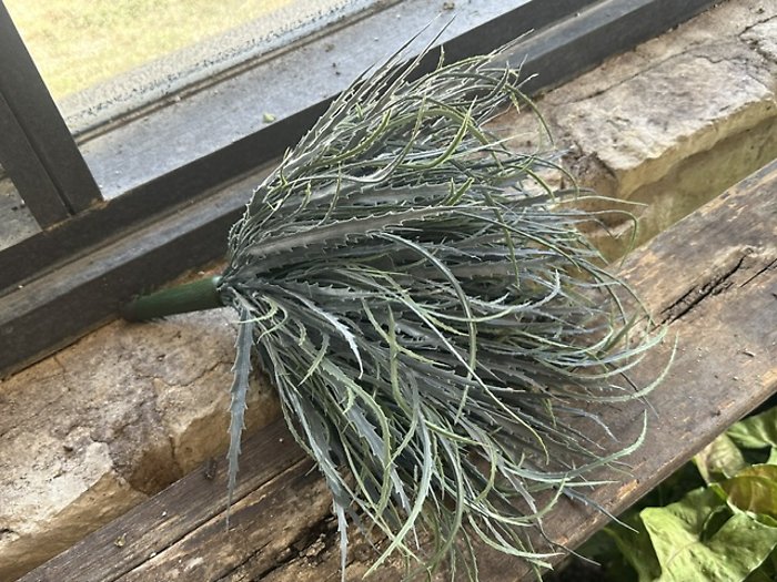 Blue foliage bush