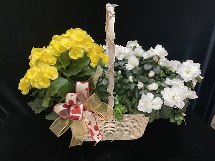 Double Blooming Plant basket