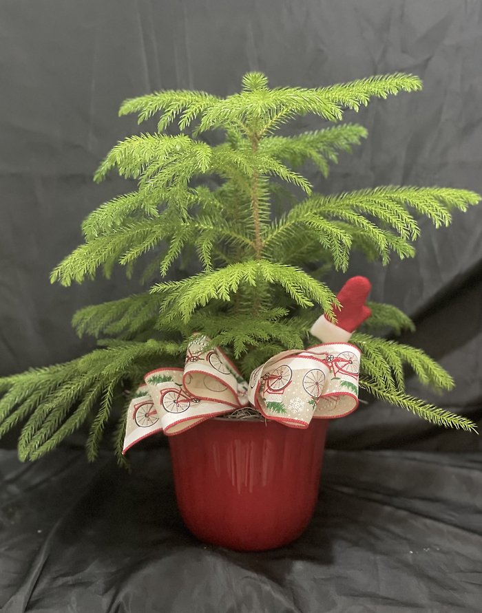 The Grinch\'s Tree