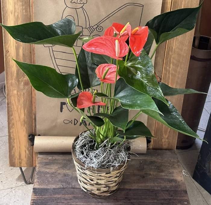 Anthurium