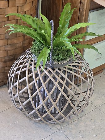 The greens lantern