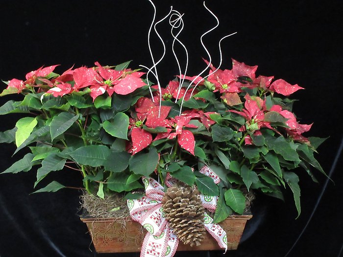 Glitter Poinsettia Planter