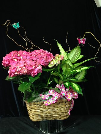 Hydrangea/Green plant basket