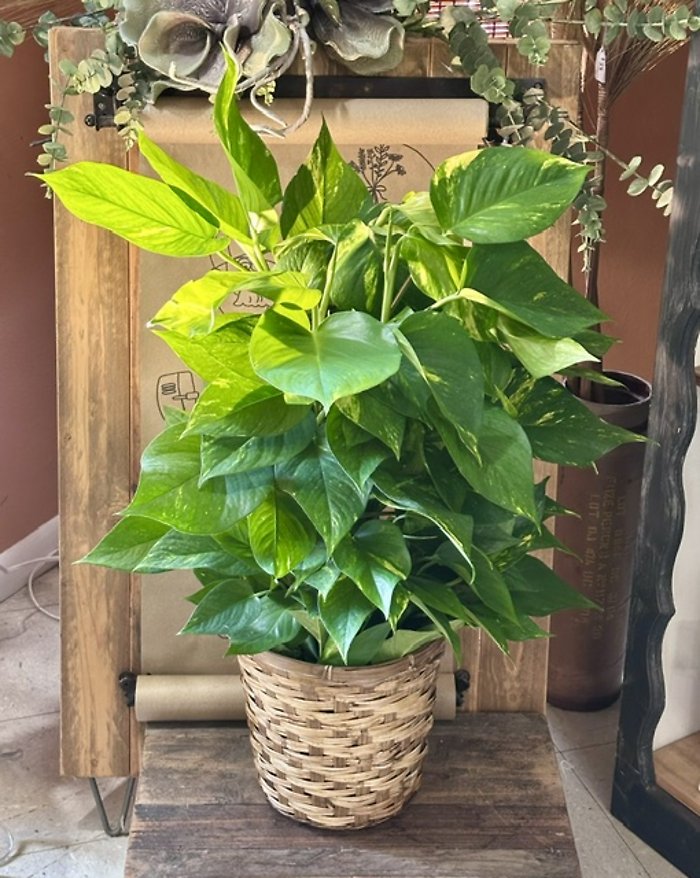 8\" Pothos Pole Ivy