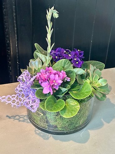 Violets and Succulents