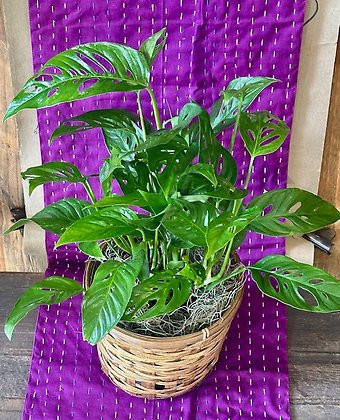 Swiss Cheese Philodendron