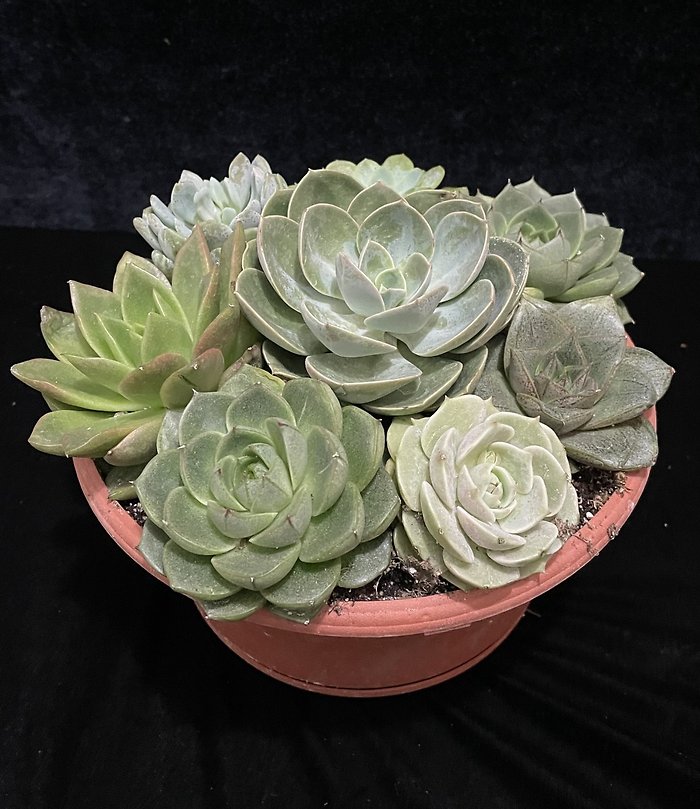 Succulent Garden