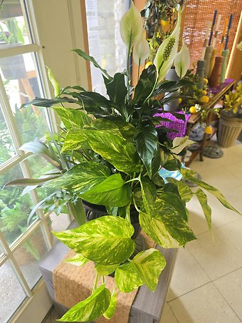 Luscious green plant urn