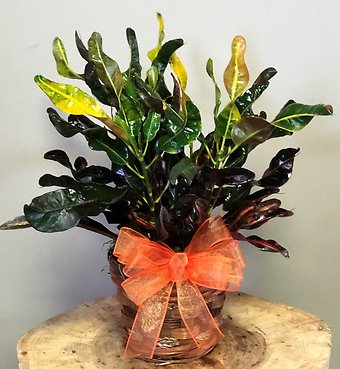 Corkscrew Croton 6 inch