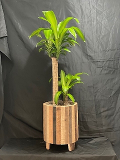 Corn Plant in a slatted wood container