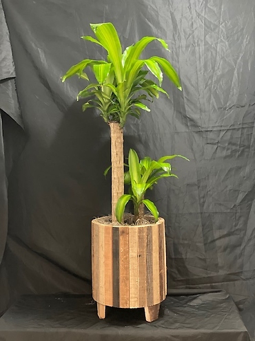 Corn Plant in a slatted wood container