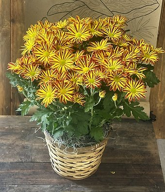 Blooming Fall Mum plant