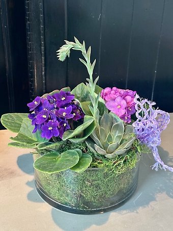 Violets and Succulents