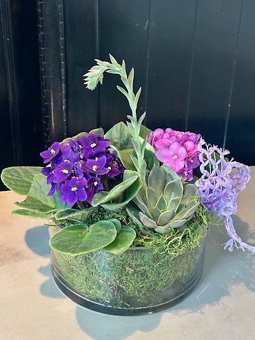 Violets and Succulents