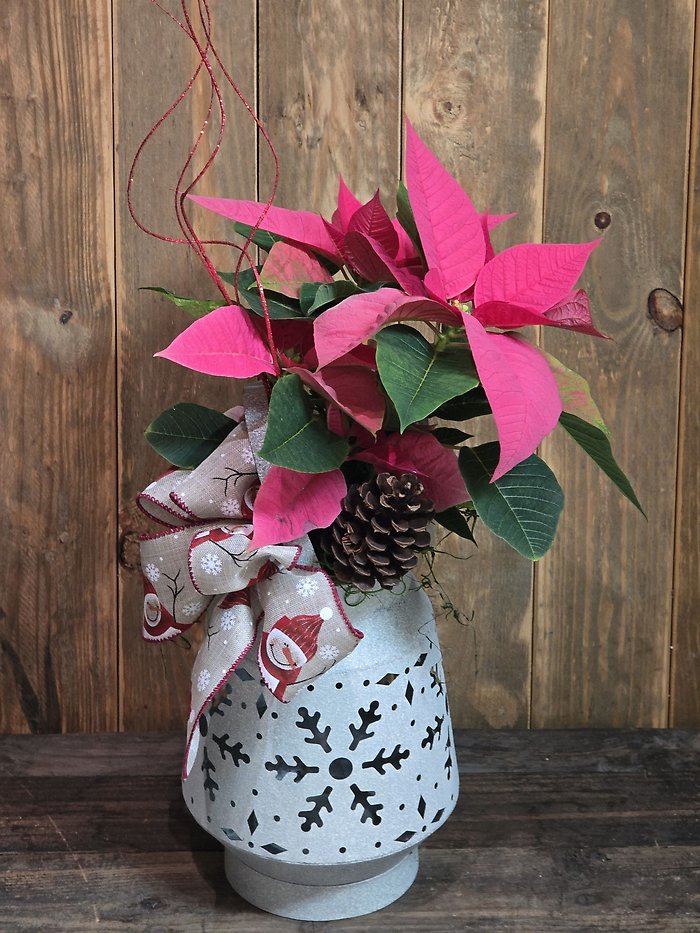 Light the way poinsettia