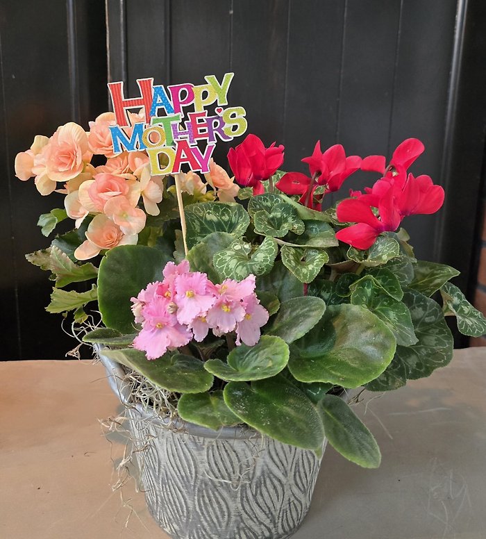 Mom\'s mini garden