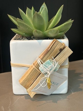 Zen Succulent Cube