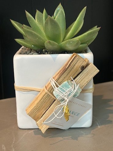 Zen Succulent Cube