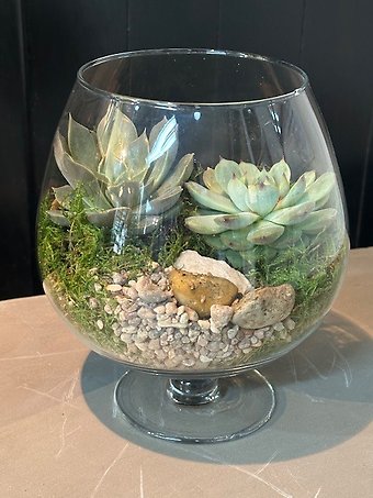 Classy Succulents