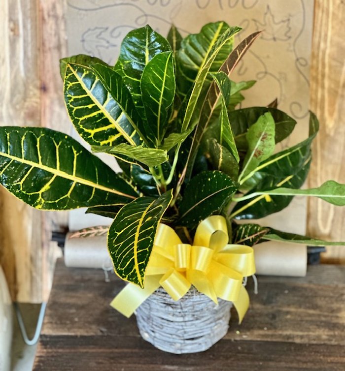 Fall Croton