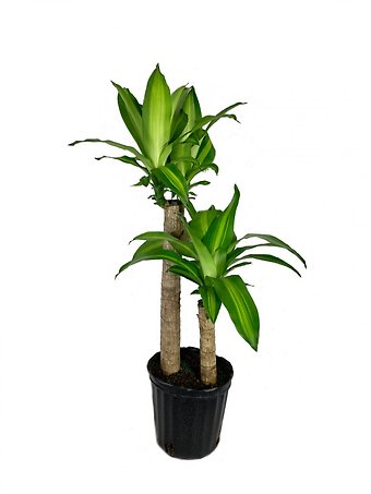 Mass Cane Corn Plant