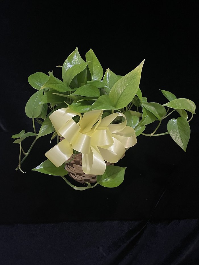 Pothos Ivy