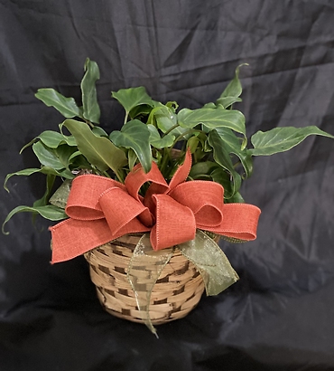 Philodendron 6 INCH