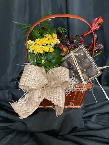 Small mixed plants and candy basket