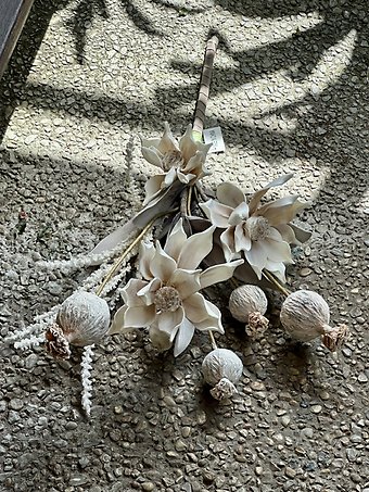 Magnolia and pod bush