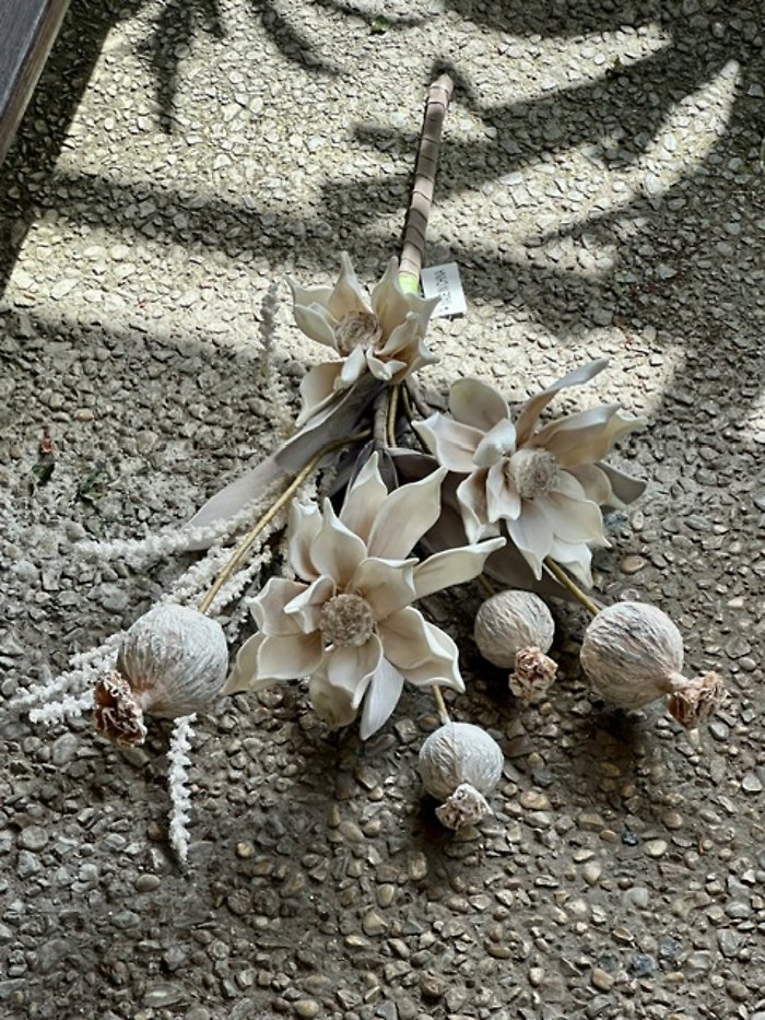 Magnolia and pod bush