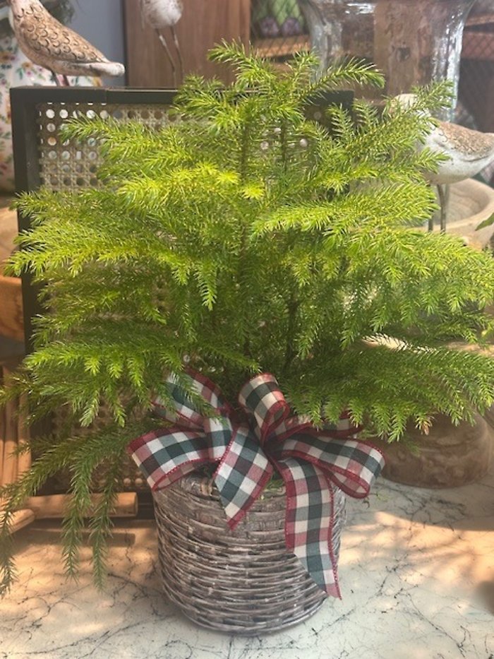 Norfolk Pine