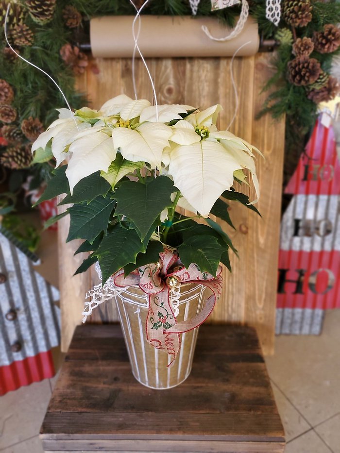 Poinsettia jingle bell rock