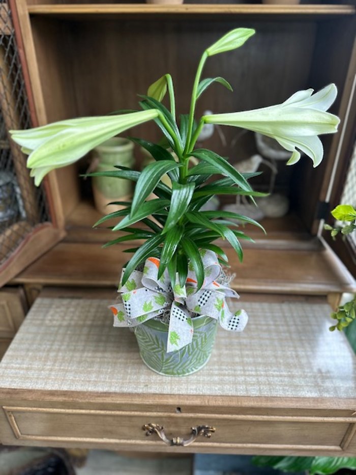 Blooming Easter Lily