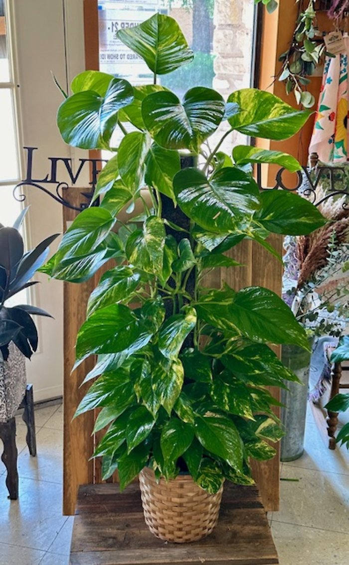 Texas Sized Pothos Pole Ivy