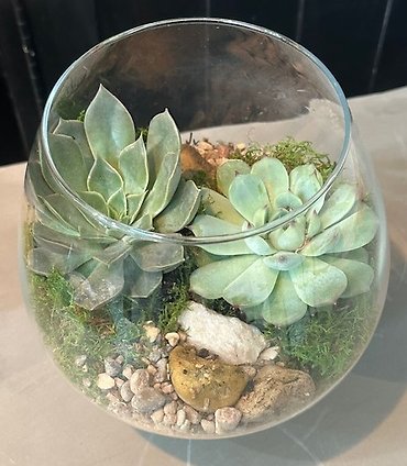 Classy Succulents