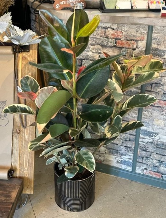 Variegated Rubber Tree Plant