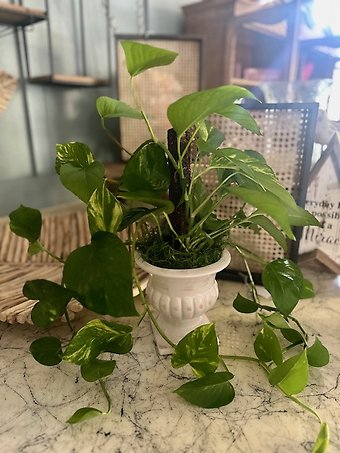 Elegant Ivy
