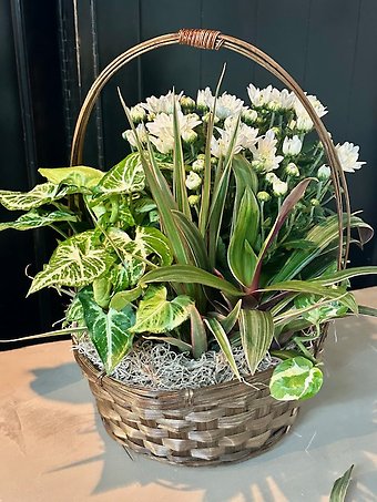 Large Dish GArden